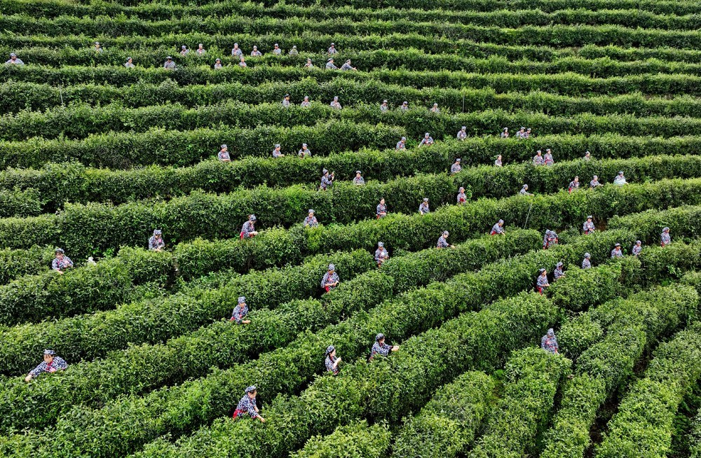 采茶 茶园 技能比武  茶农 农业 采茶能手 选手 农村
