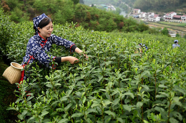 采茶 茶园 技能比武  茶农 农业 采茶能手 选手 农村