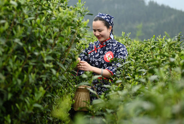 采茶 茶园 技能比武  茶农 农业 采茶能手 选手 农村