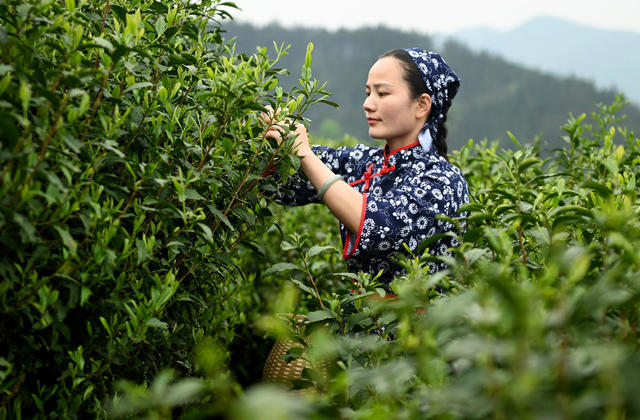 采茶 茶园 技能比武  茶农 农业 采茶能手 选手 农村