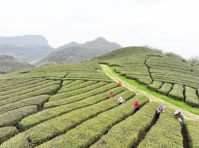 山区  农业产业  茶叶  春茶  企业 
 合作社  茶农