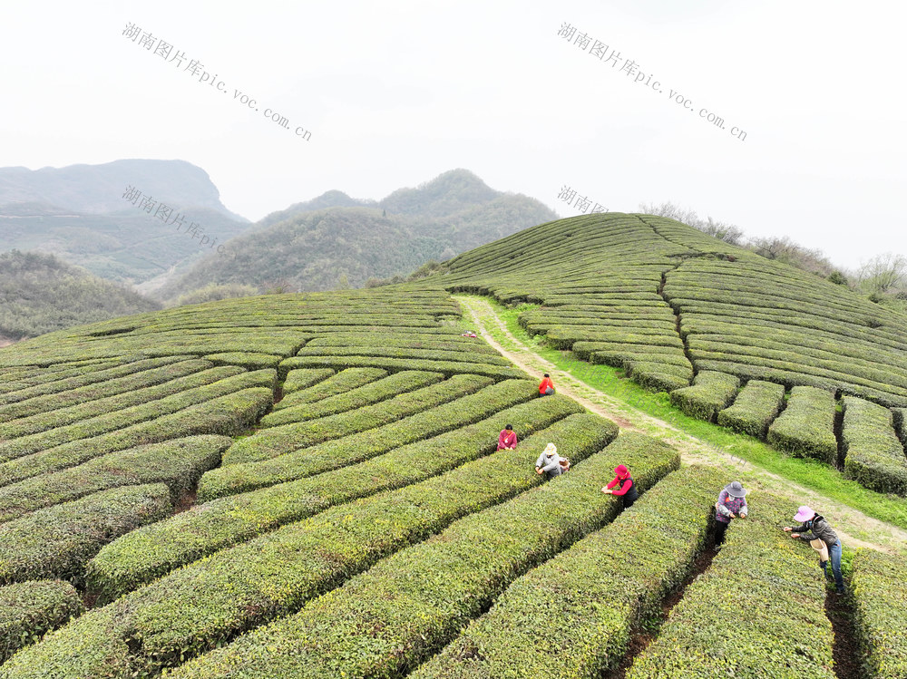 山区  农业产业  茶叶  春茶  企业 
 合作社  茶农