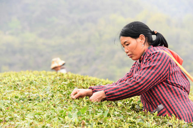 山区  农业产业  茶叶  春茶  企业 
 合作社  茶农
