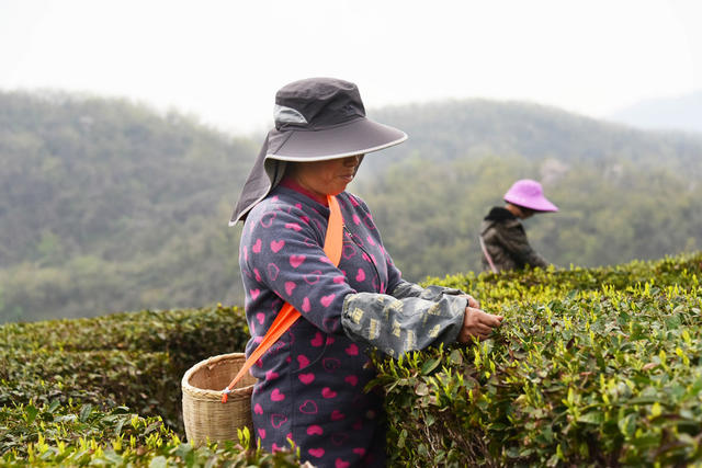 山区  农业产业  茶叶  春茶  企业 
 合作社  茶农