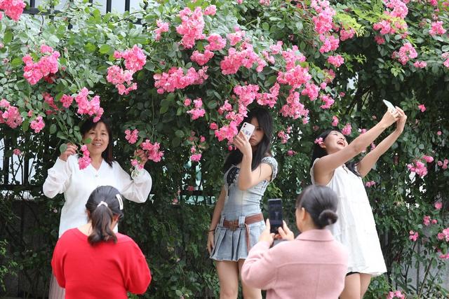 游人 五一  假期 吉首 蔷薇  赏花 拍照 休闲 快乐