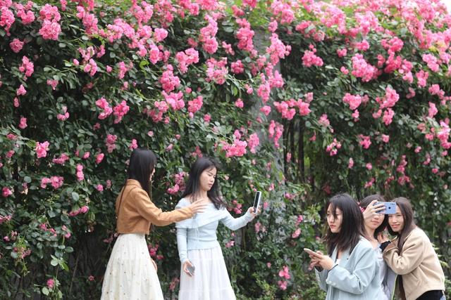 游人 五一  假期 吉首 蔷薇  赏花 拍照 休闲 快乐