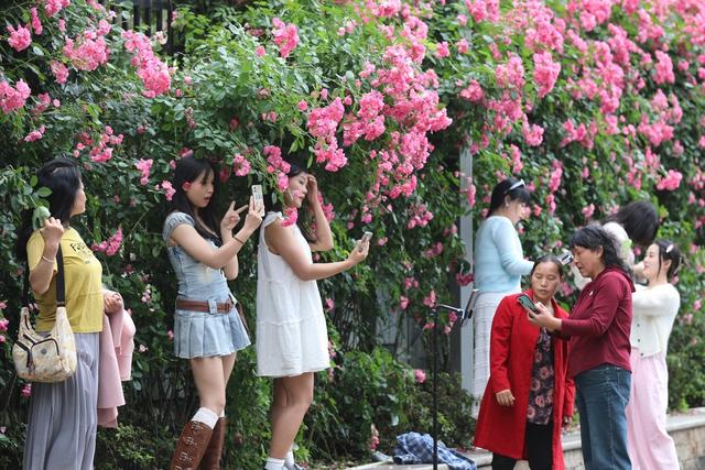 游人 五一  假期 吉首 蔷薇  赏花 拍照 休闲 快乐