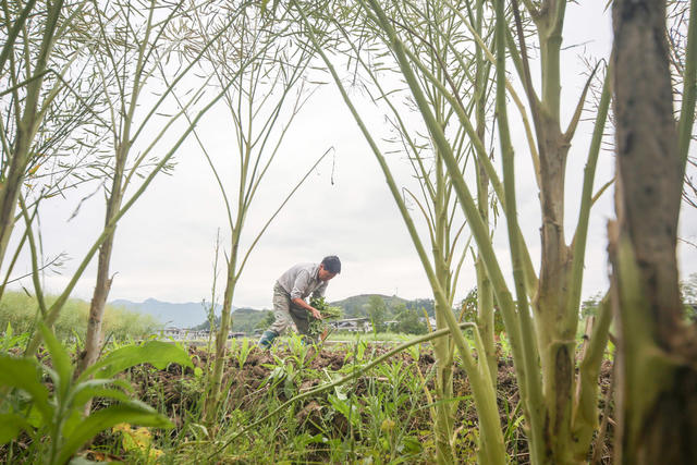 湖南，湘西，暮春，农忙，时节，种植，管理，收割