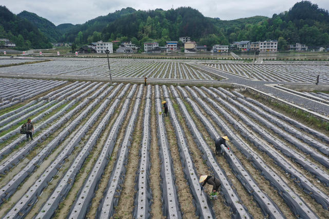 湖南，湘西，暮春，农忙，时节，种植，管理，收割