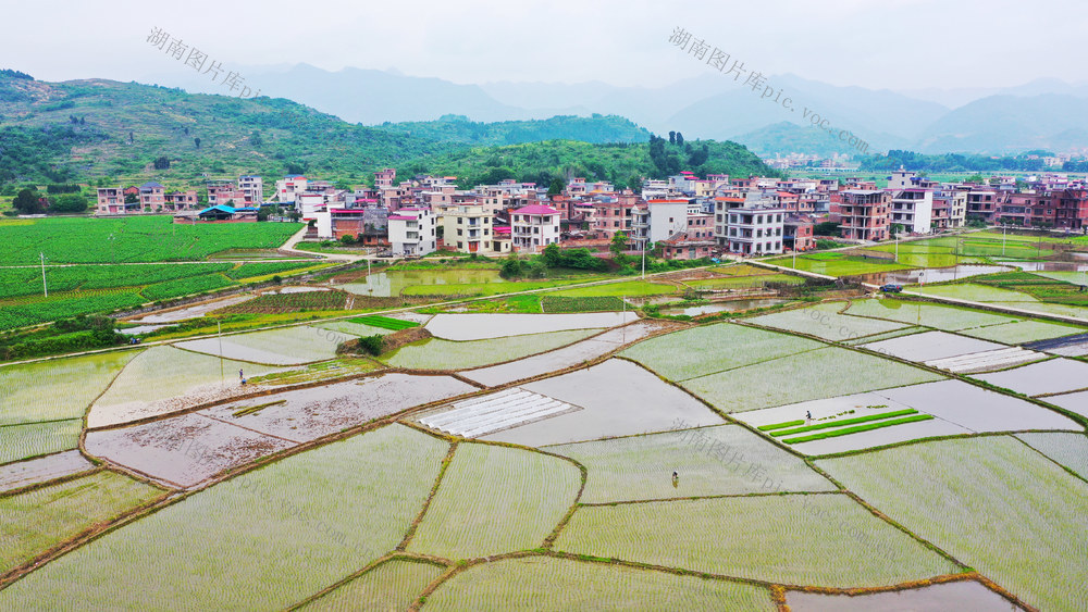 和美乡村  田园  画卷