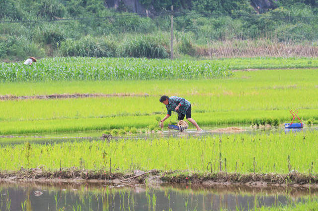农事  起秧  水稻  初夏