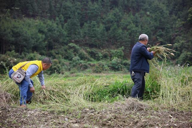 田间地头、爱心助农、农事、初夏、志愿者