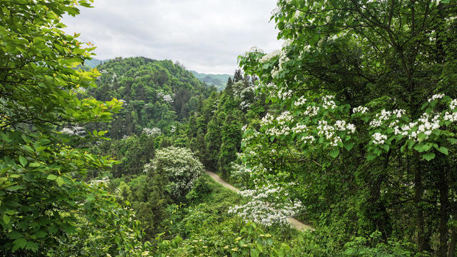洪江市 大崇乡 桐油花
