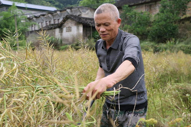 洪江市 大崇乡 油菜