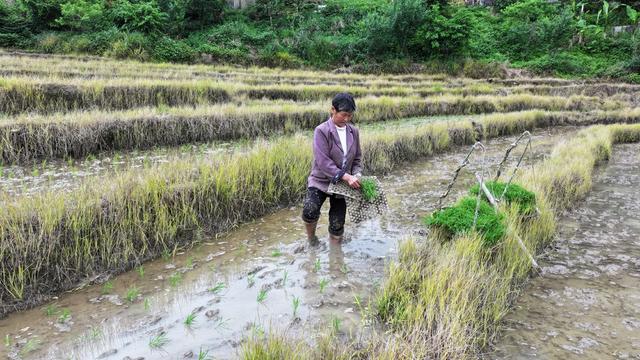 洪江市 大崇乡 盘龙梯田 抛秧 春耕