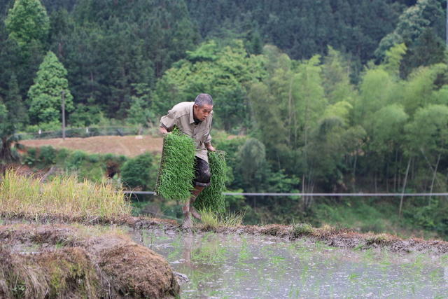 洪江市 大崇乡 盘龙梯田 抛秧 春耕
