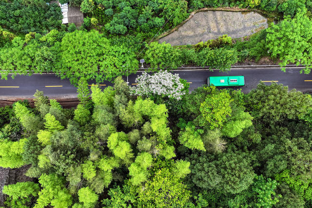 公路 四好公路 花  公交车 城乡客运