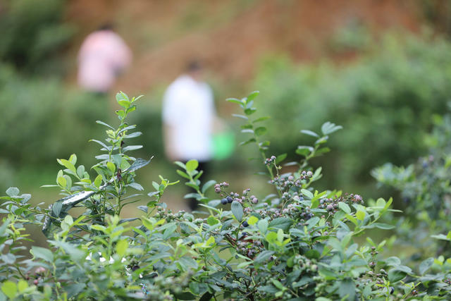 蓝莓
采摘