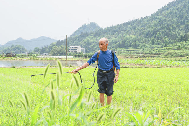 马铃薯收割向杂交中稻栽培的转换期，村民们抢抓农时，精心育秧保夏插