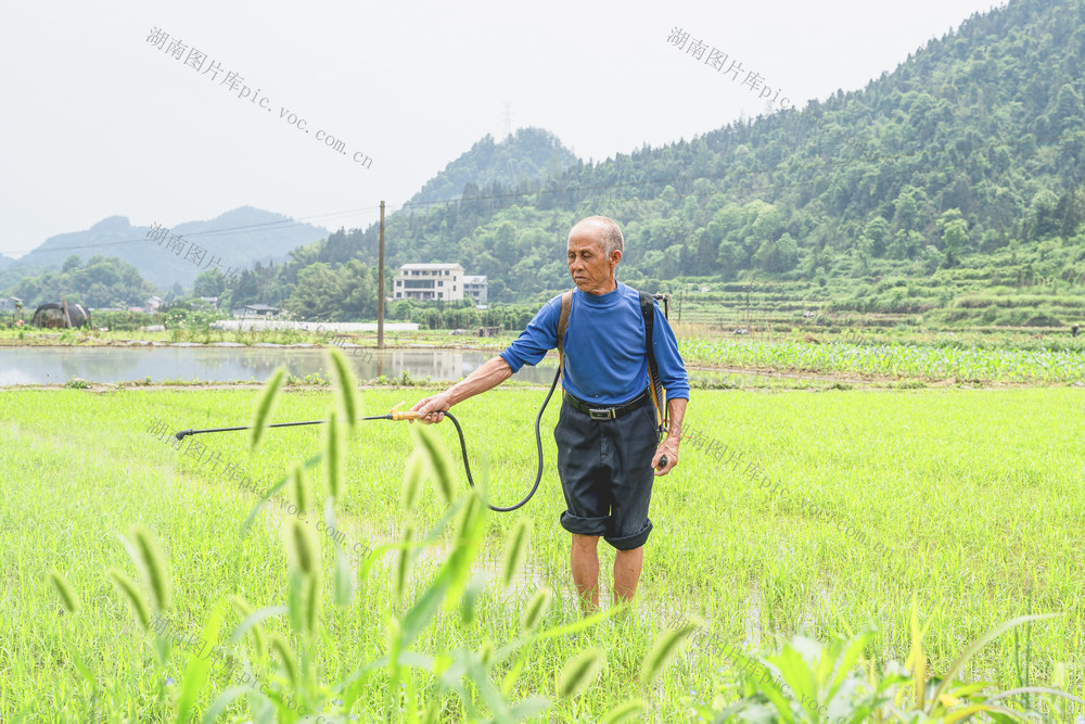 马铃薯收割向杂交中稻栽培的转换期，村民们抢抓农时，精心育秧保夏插