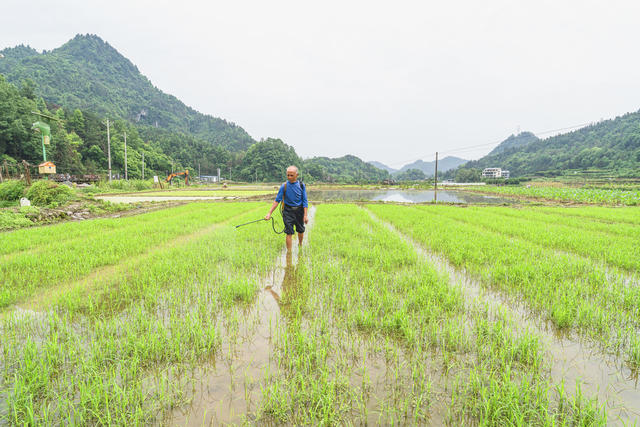 马铃薯收割向杂交中稻栽培的转换期，村民们抢抓农时，精心育秧保夏插