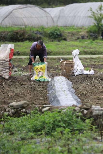 吉首 农业 田间 初夏 生产 增产 劳作 地头 增收 基础 乾州