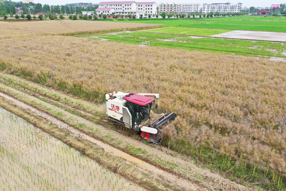 油菜籽  成熟  农机  收割  农民  增收