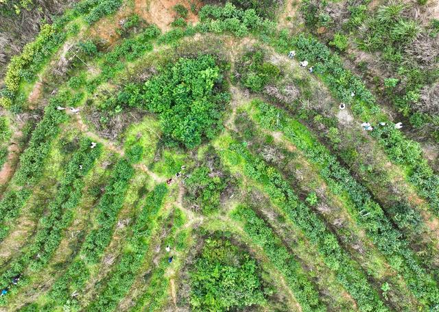 采摘
蓝莓
道县