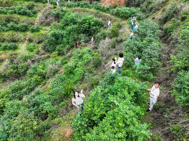 采摘
蓝莓
道县