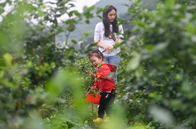 采摘
蓝莓
道县