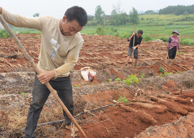 宁远：淮山采挖  供应市场
