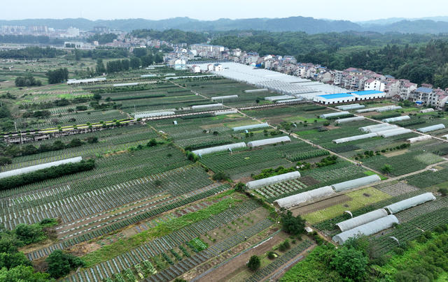 拍摄：张杰    陈娜       ，蔬菜基地