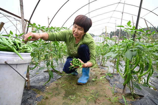 拍摄：张杰    陈娜       ，蔬菜基地