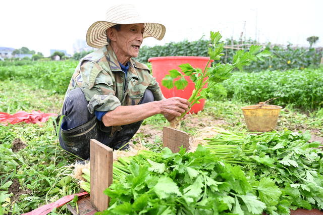 拍摄：张杰    陈娜       ，蔬菜基地