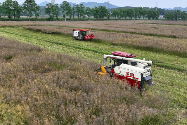 田间地头收割忙