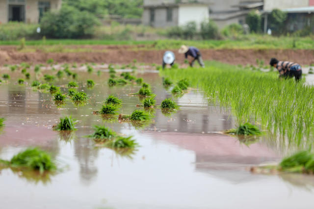 插秧  无人机 分离油菜籽