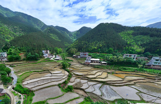 初夏 高山梯田  耕作美景