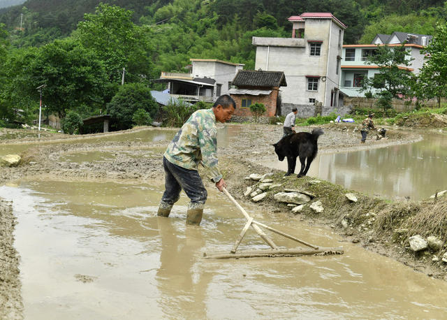 初夏 高山梯田  耕作美景