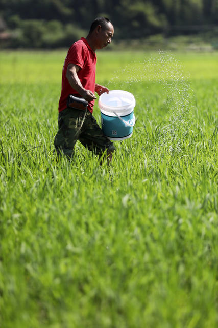 早稻管护 抢抓农时 农事忙 农业产业 粮食安全 