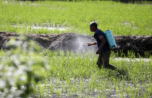 早稻管护 抢抓农时 农事忙 农业产业 粮食安全 