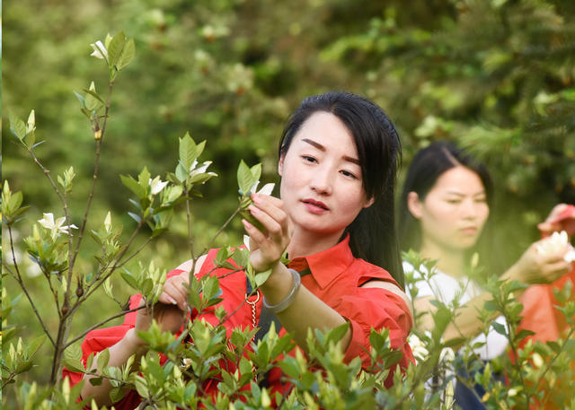 嘉禾：栀子花开采摘乐