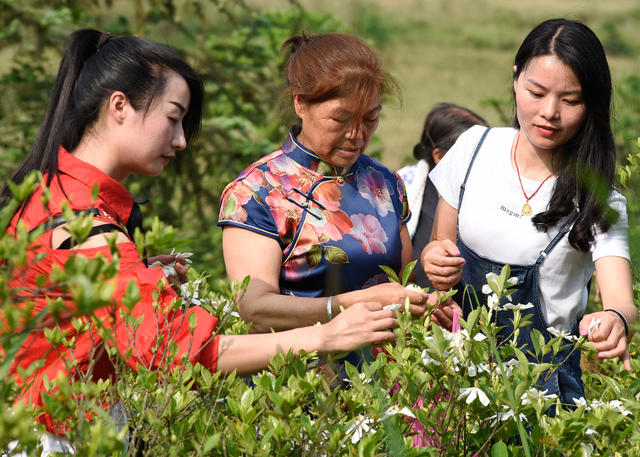 嘉禾：栀子花开采摘乐