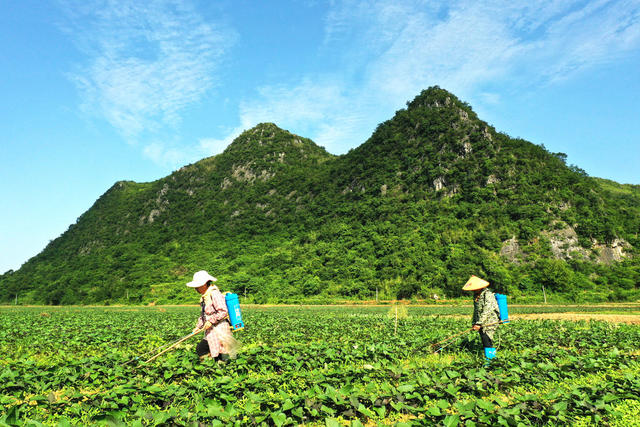 蓝山：初夏田间管护忙