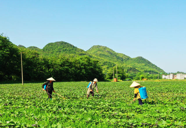 蓝山：初夏田间管护忙
