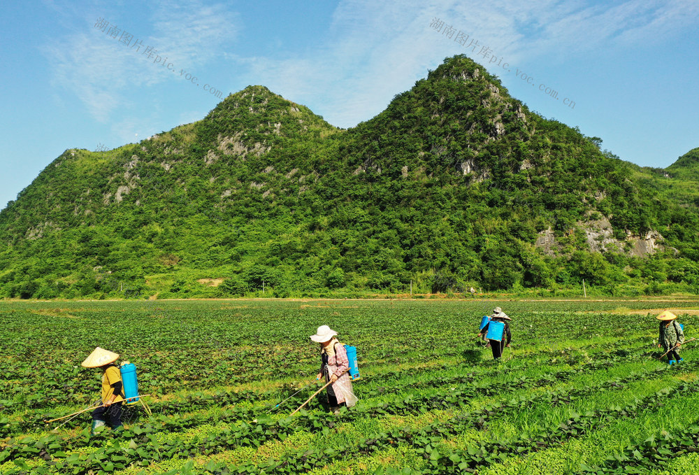 蓝山：初夏田间管护忙