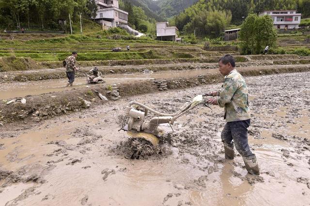 江永县千家峒瑶族乡   初夏时节   农忙   插秧