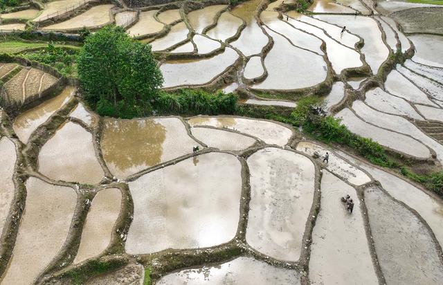 江永县千家峒瑶族乡   初夏时节   农忙   插秧