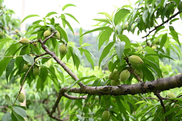 麻阳   黄桃
