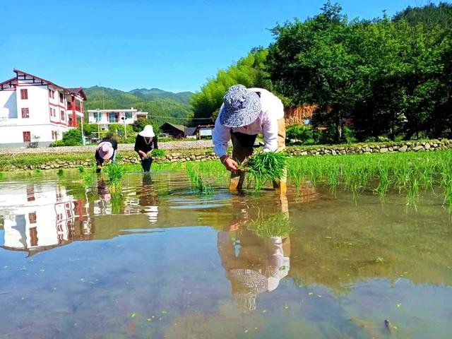插秧  村民 景象
