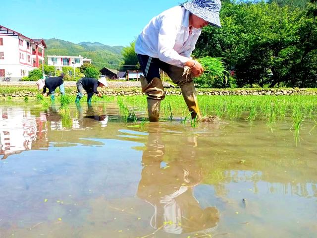 插秧  村民 景象